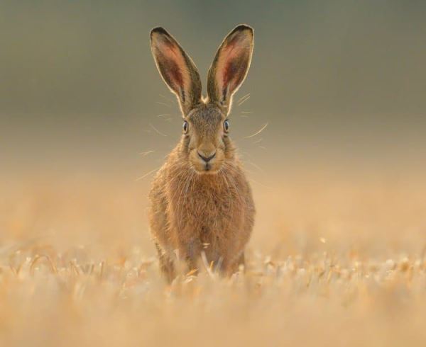 Объявлены победители Британской премии в области фотографии дикой природы 2024 года - новости экологии на ECOportal