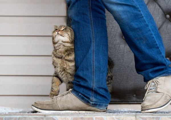 Ветеринар рассказал, зачем кошки трутся о ноги людей - новости экологии на ECOportal