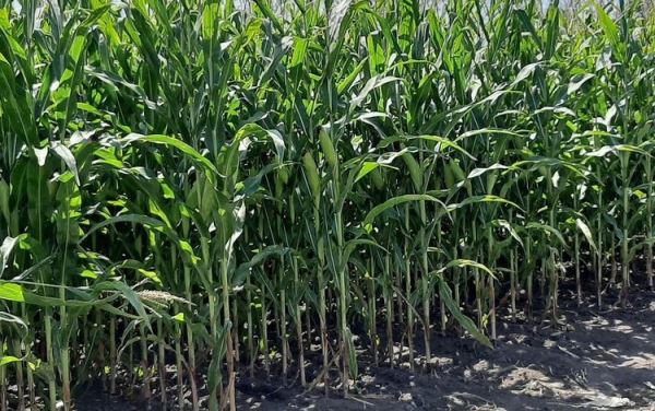 Ключи к высоким урожаям кукурузы на силос –международный опыт