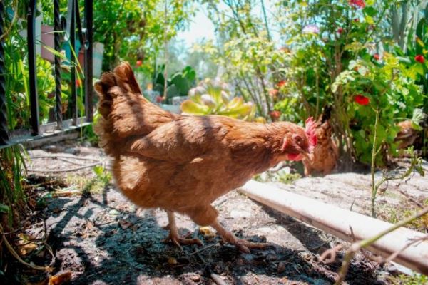Сколько живут курицы? - новости экологии на ECOportal