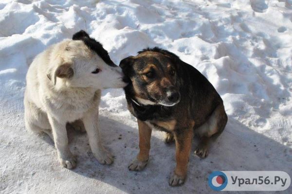 Собак ждет смерть: Законопроект об эвтаназии бездомных животных принят в Оренбургской области - новости экологии на ECOportal