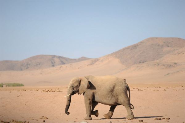 Пустынные слоны - новости экологии на ECOportal