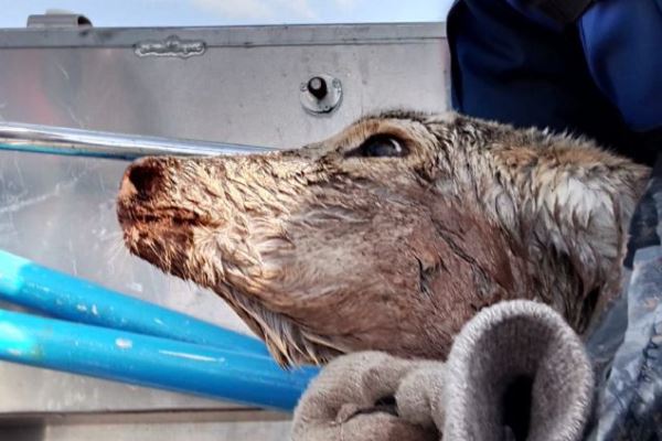 В Красноярске бродячие собаки загрызли марала и загнали косулю - новости экологии на ECOportal