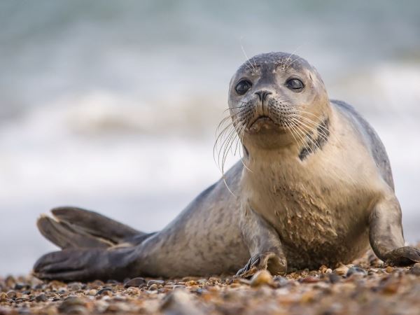 Общественники предложили учредить День каспийского тюленя - новости экологии на ECOportal