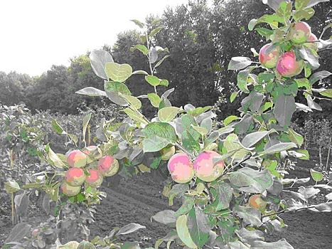 Садоводы Тамбовской области начали работы по обрезке плодовых деревьев