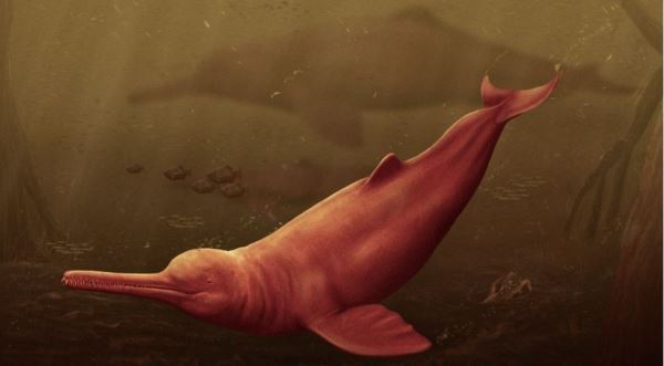 Палеонтологи описали крупнейшего речного дельфина в истории - новости экологии на ECOportal