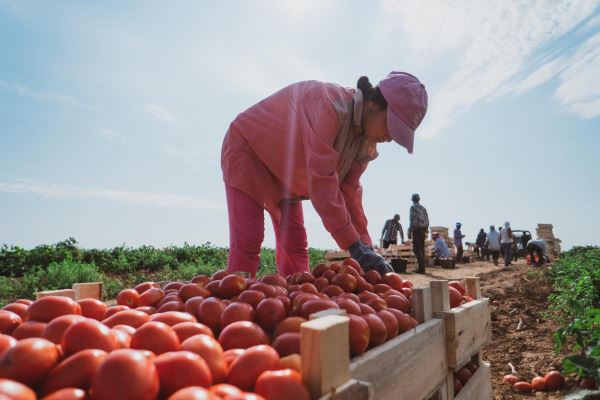 От 16 до 42% увеличилась зарплата аграриев в некоторых муниципальных округах Чувашии за год