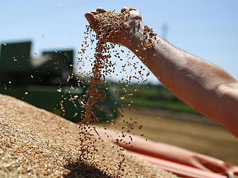Страны Балтии, Польша и Чехия призвали запретить импорт зерна из РФ