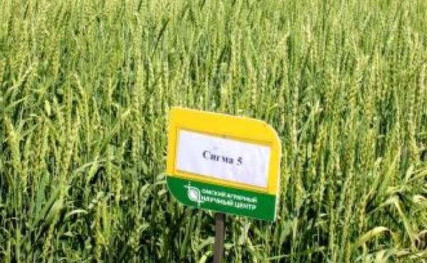 По технологии ускоренной селекции российские ученые создали новый сорт яровой мягкой пшеницы за 5 лет