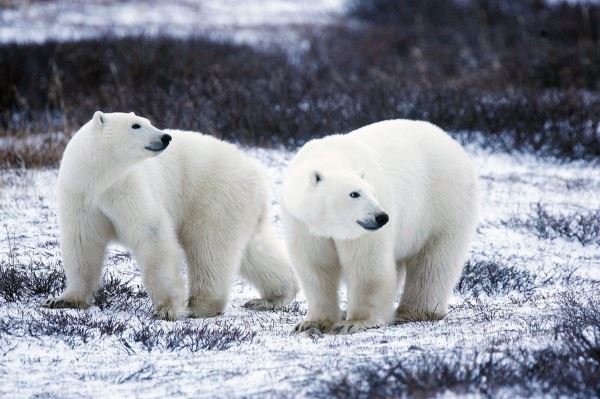 ВНИИ "Экология" сообщил, что число белых медведей на острове Врангеля превысило 860 особей - новости экологии на ECOportal