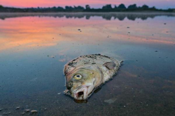 Не только вобла: вылов некоторых видов рыб могут запретить - новости экологии на ECOportal