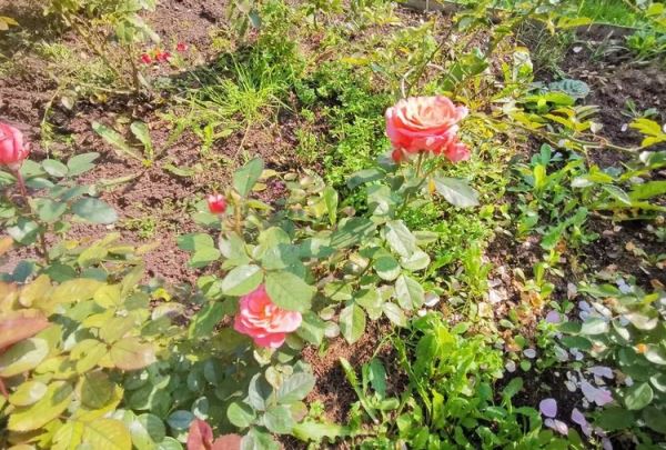 Как посадить розы весной – 5 советов от эксперта