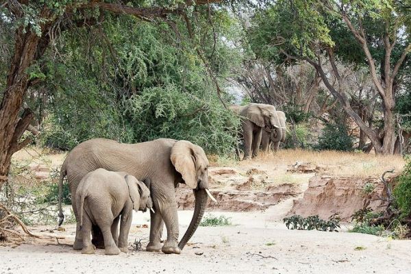 Пустынные слоны - новости экологии на ECOportal