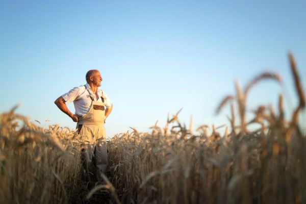 В 2023 году около половины всего урожая зерна в РФ собрали фермеры