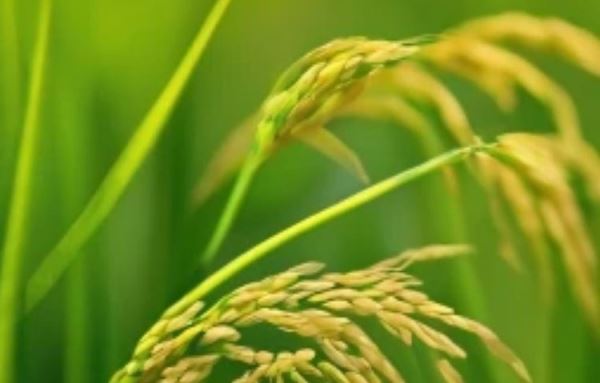 Рисовая шелуха из отходов превращается в важный компонент сельскохозяйственных биопленок