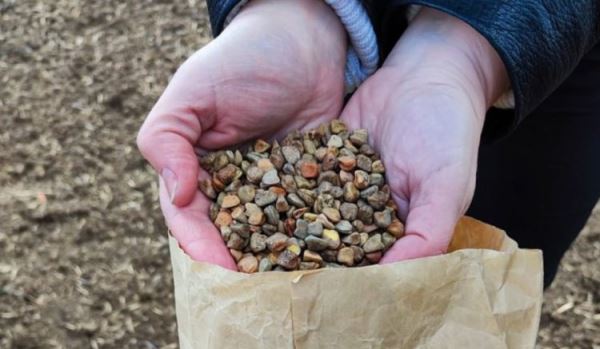 В Крыму заложены опыты по экологическому изучению разных сортов зернобобовых культур