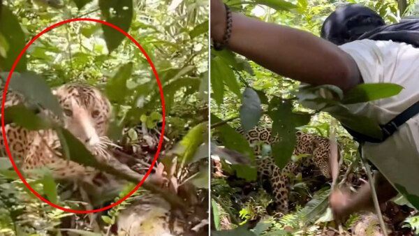 Помогло мачете: ягуар набросился на группу туристов в джунглях - новости экологии на ECOportal