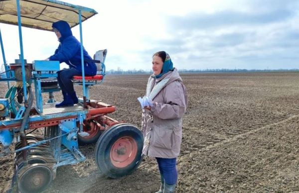 Посев расторопши пятнистой идет на опытном поле НИИСХ Крыма
