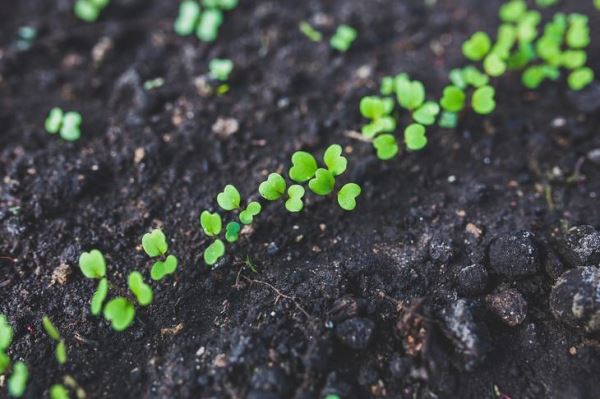 5 советов по выращиванию ранней весенней зелени