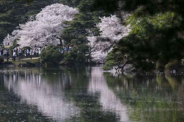 В Токио зафиксирована самая ранняя дата начала цветения сакуры - новости экологии на ECOportal