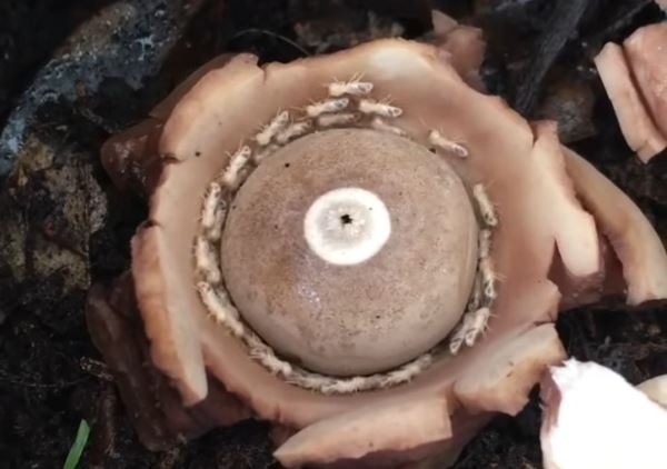 Термиты попали в спираль смерти внутри гриба - новости экологии на ECOportal