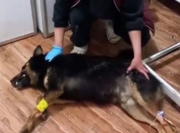 В Сочи полиция проверит сообщения о массовой травле бездомных собак - новости экологии на ECOportal