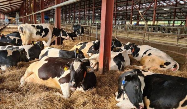 Мясо-молочный комплекс с инвестициями в 3,8 миллиардов рублей построят в Московской области