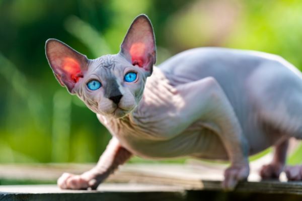 Какие породы кошек отличаются наибольшей преданностью? - новости экологии на ECOportal