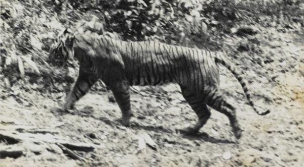 Найденный на изгороди волос заставил зоологов усомниться в вымирании яванских тигров - новости экологии на ECOportal