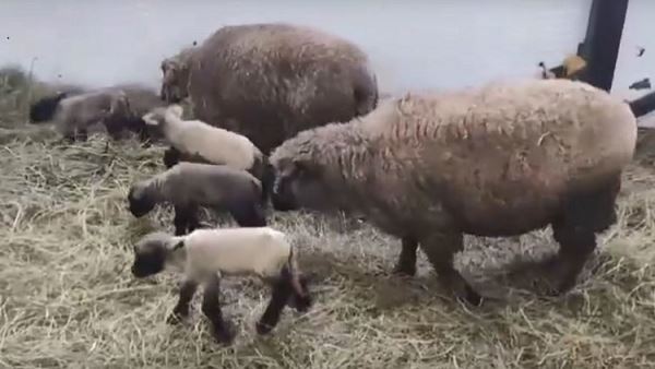 Ягнята гигантской английской породы овец Оксфорд Даун снова родились в хозяйстве в Карелии
