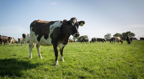 Коровы начали болеть птичьим гриппом - новости экологии на ECOportal
