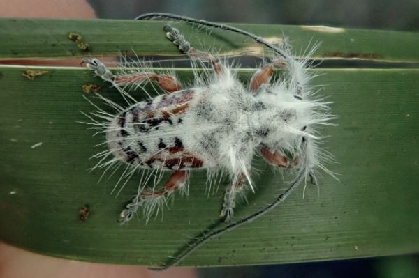 Открыт новый вид жуков, маскирующихся под нечто странное - новости экологии на ECOportal