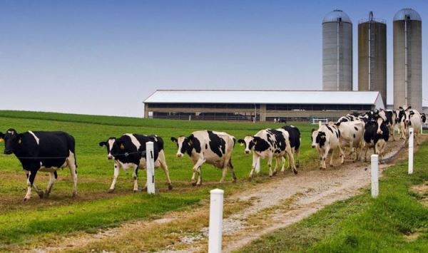Новый штамм сальмонеллы у молочных коров провоцирует устойчивость к противомикробным препаратам