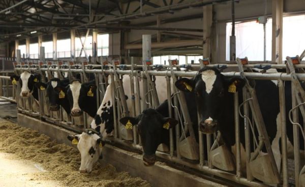 Приморская компания реализует проект вертикально интегрированного молочного комплекса на 5,6 тысяч голов дойного стада