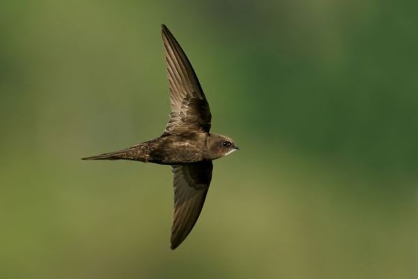 Какая птица способна летать дольше всех? - новости экологии на ECOportal