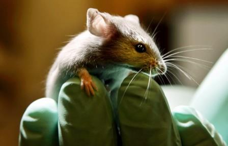 Генетики научились соединять мышиные хромосомы